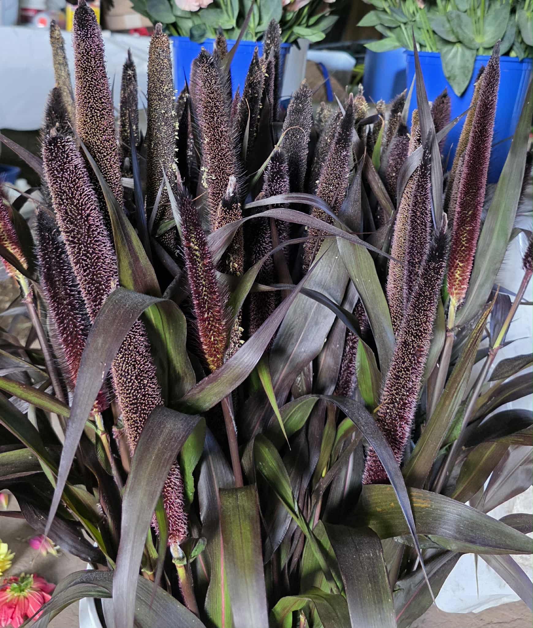 Ornamental Millet Seeds