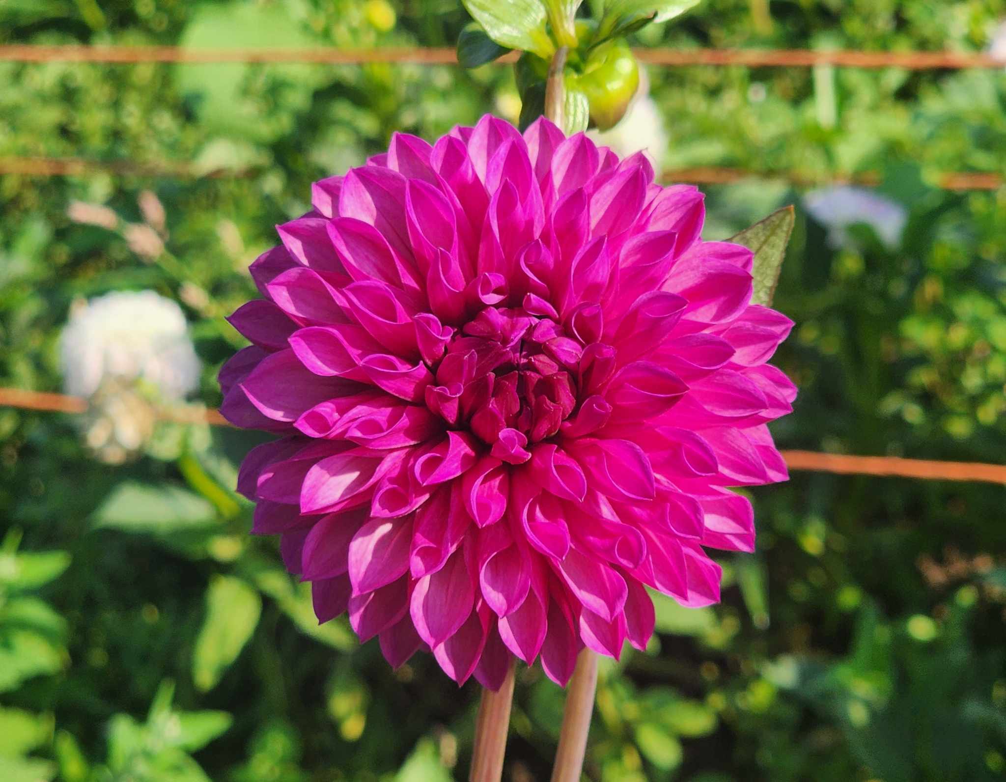 DAHLIAS R US