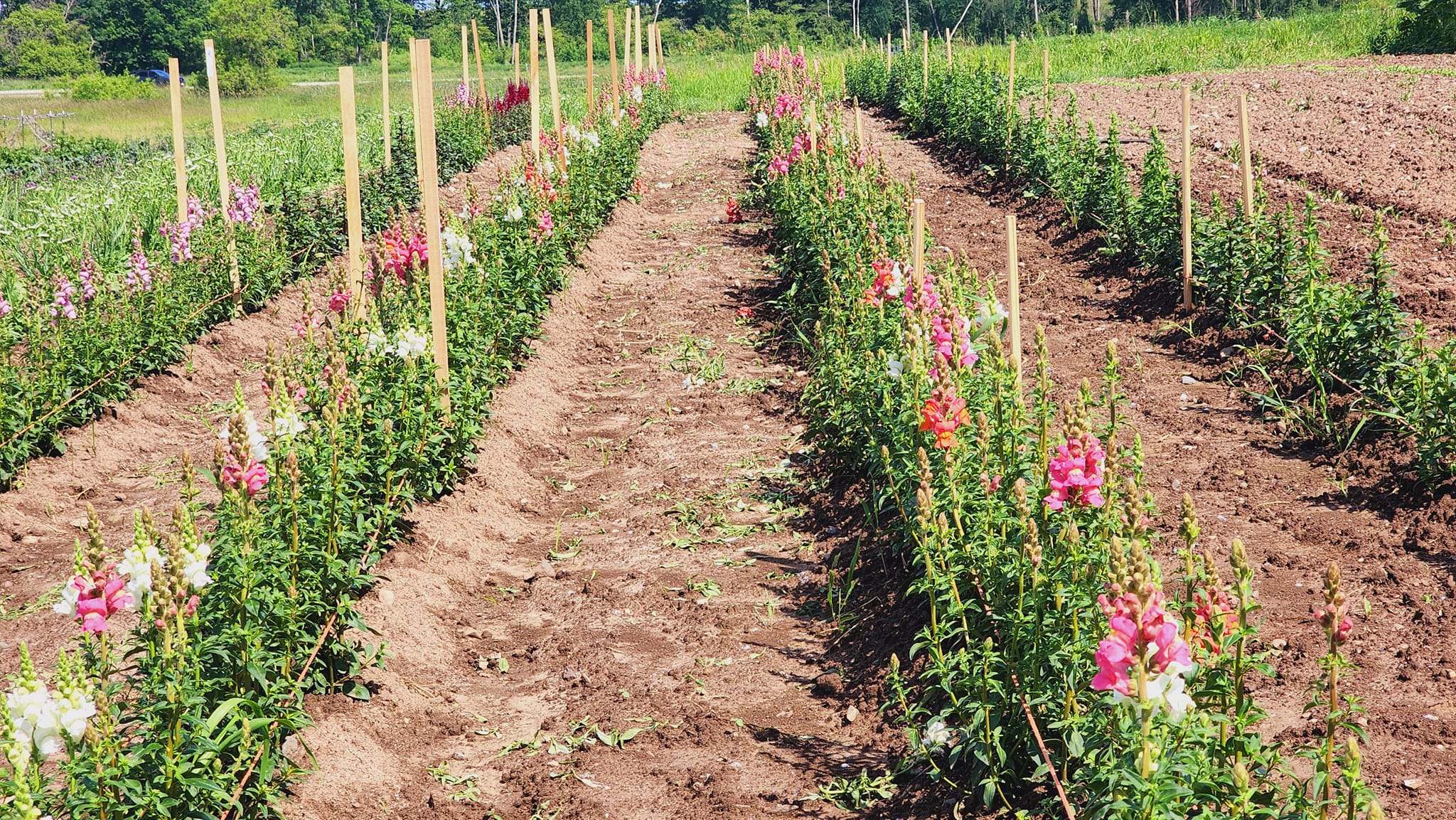 DAHLIAS R US