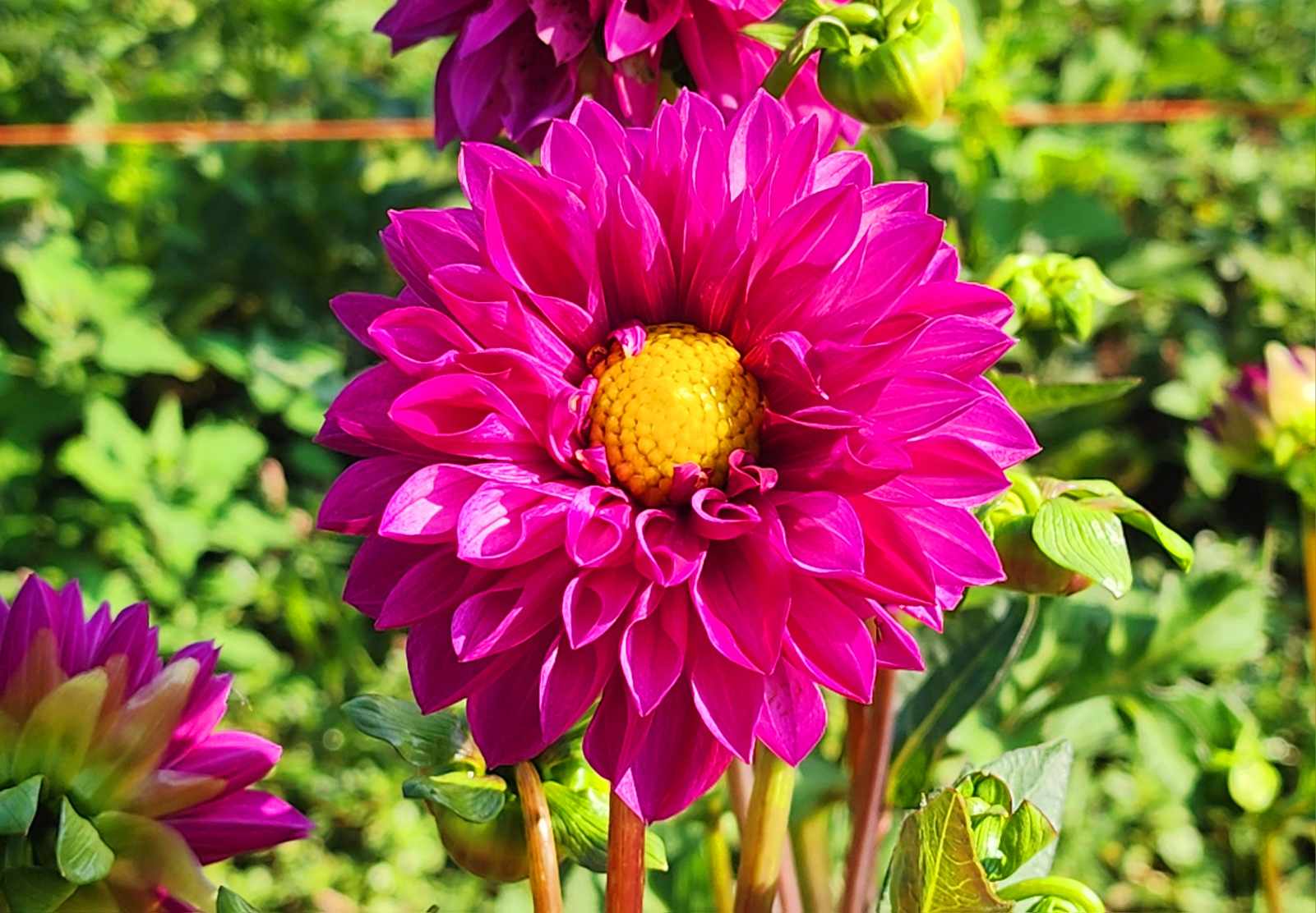 DAHLIAS R US