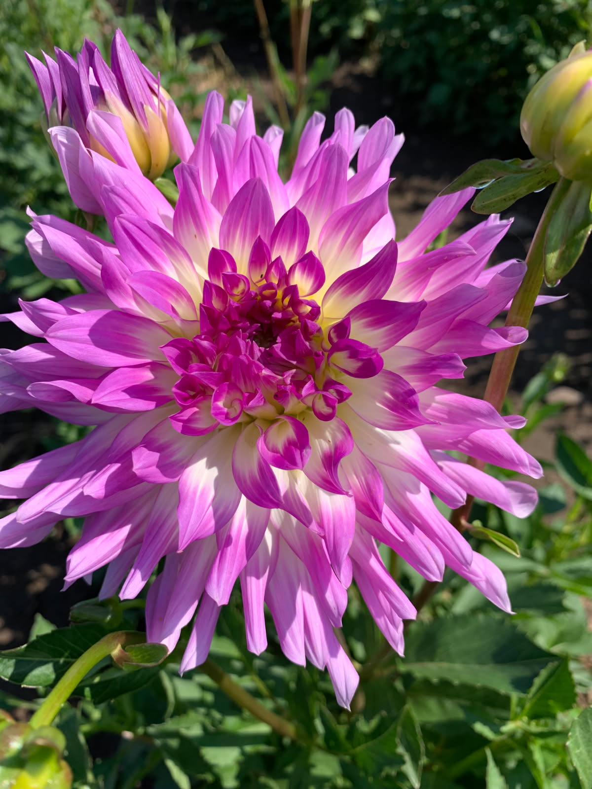 DAHLIAS R US