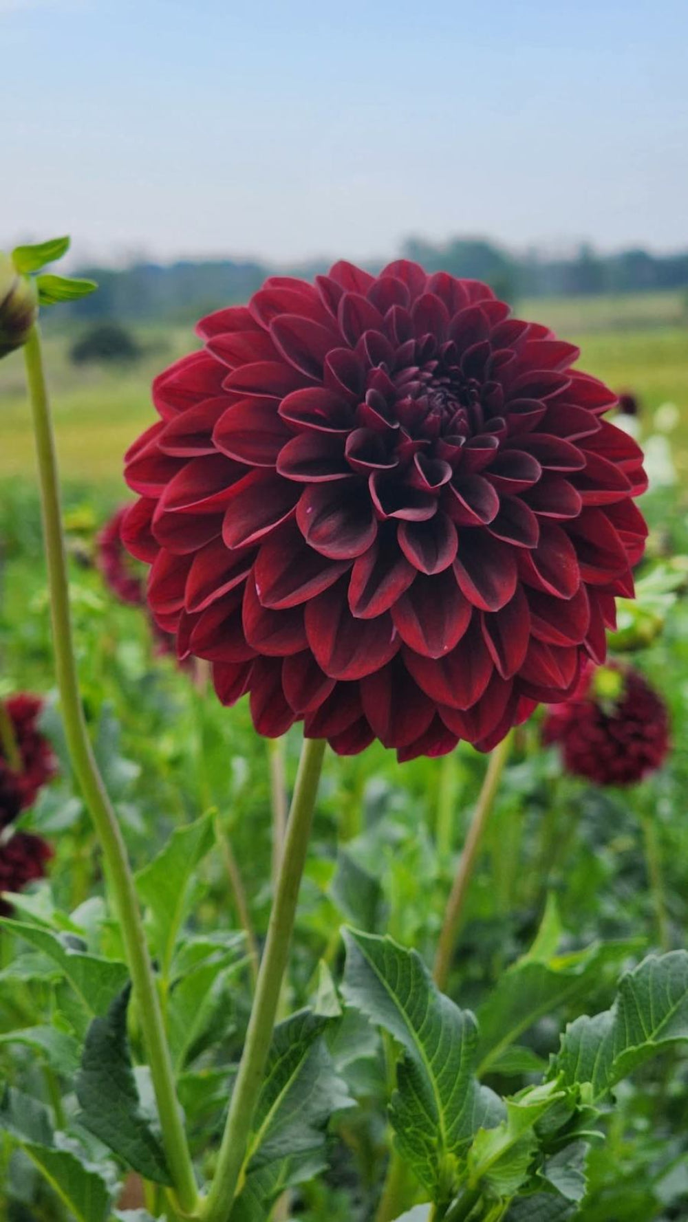 DAHLIAS R US