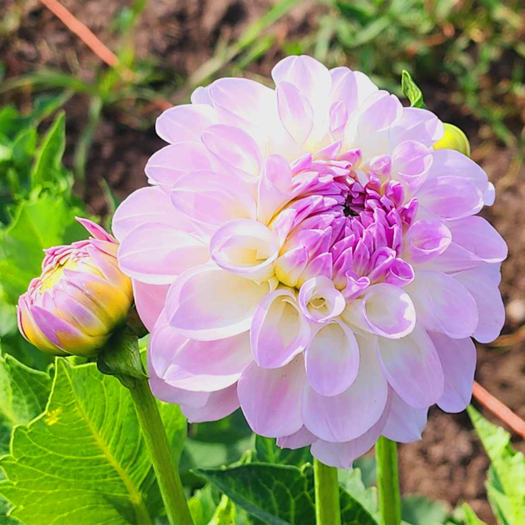 DAHLIAS R US