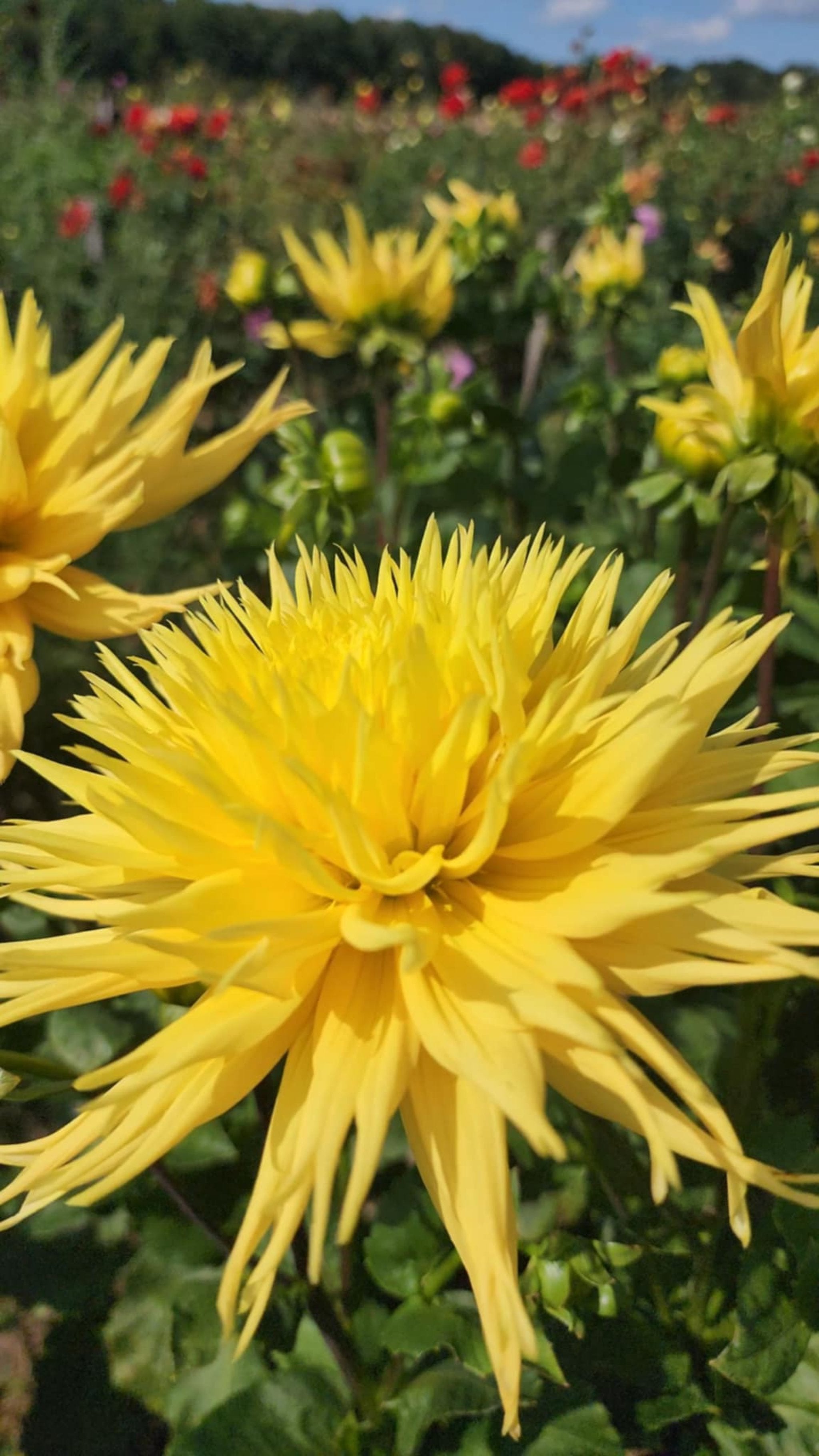 Yellow Flame - Tuber