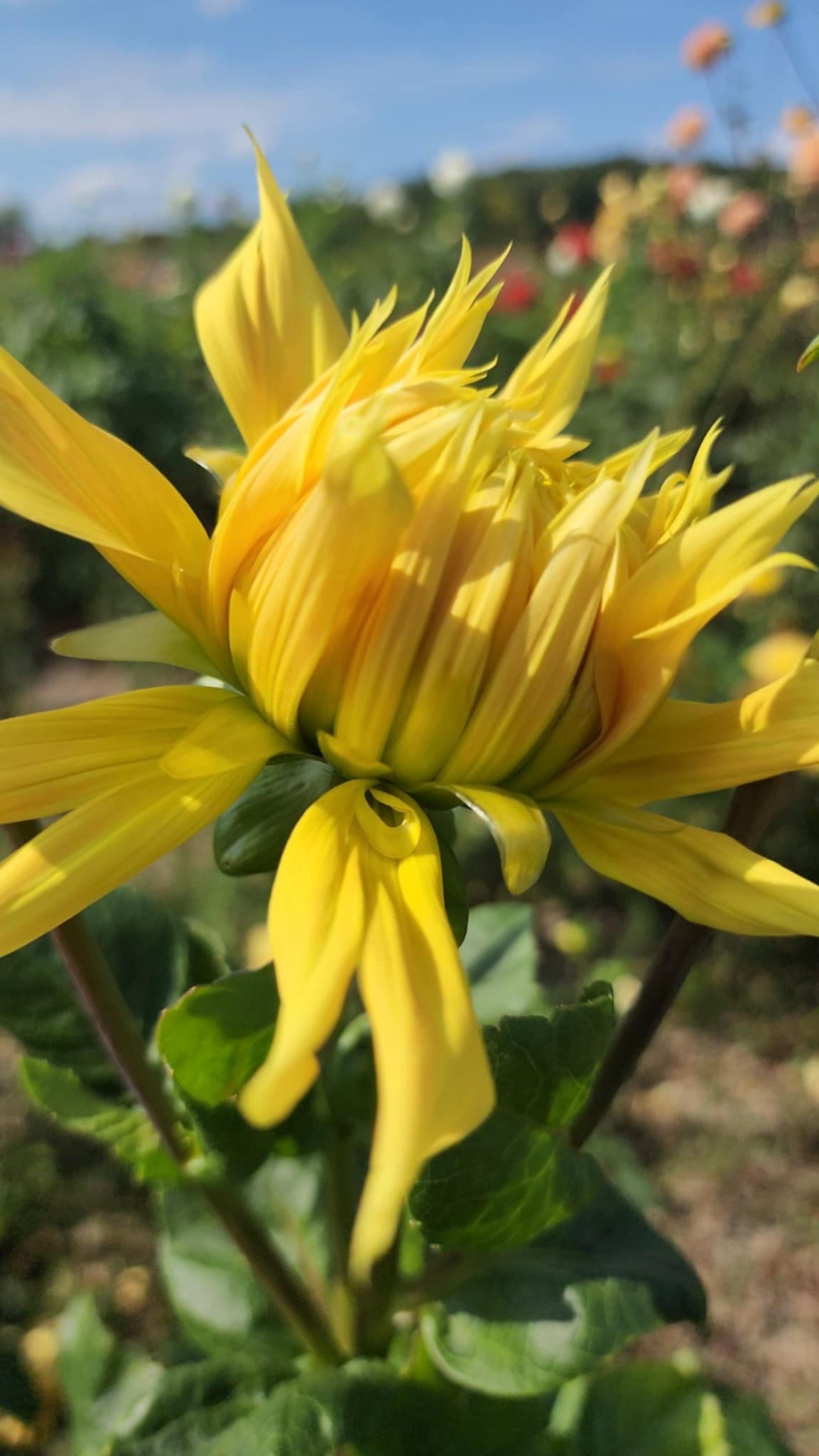 Yellow Flame - Tuber