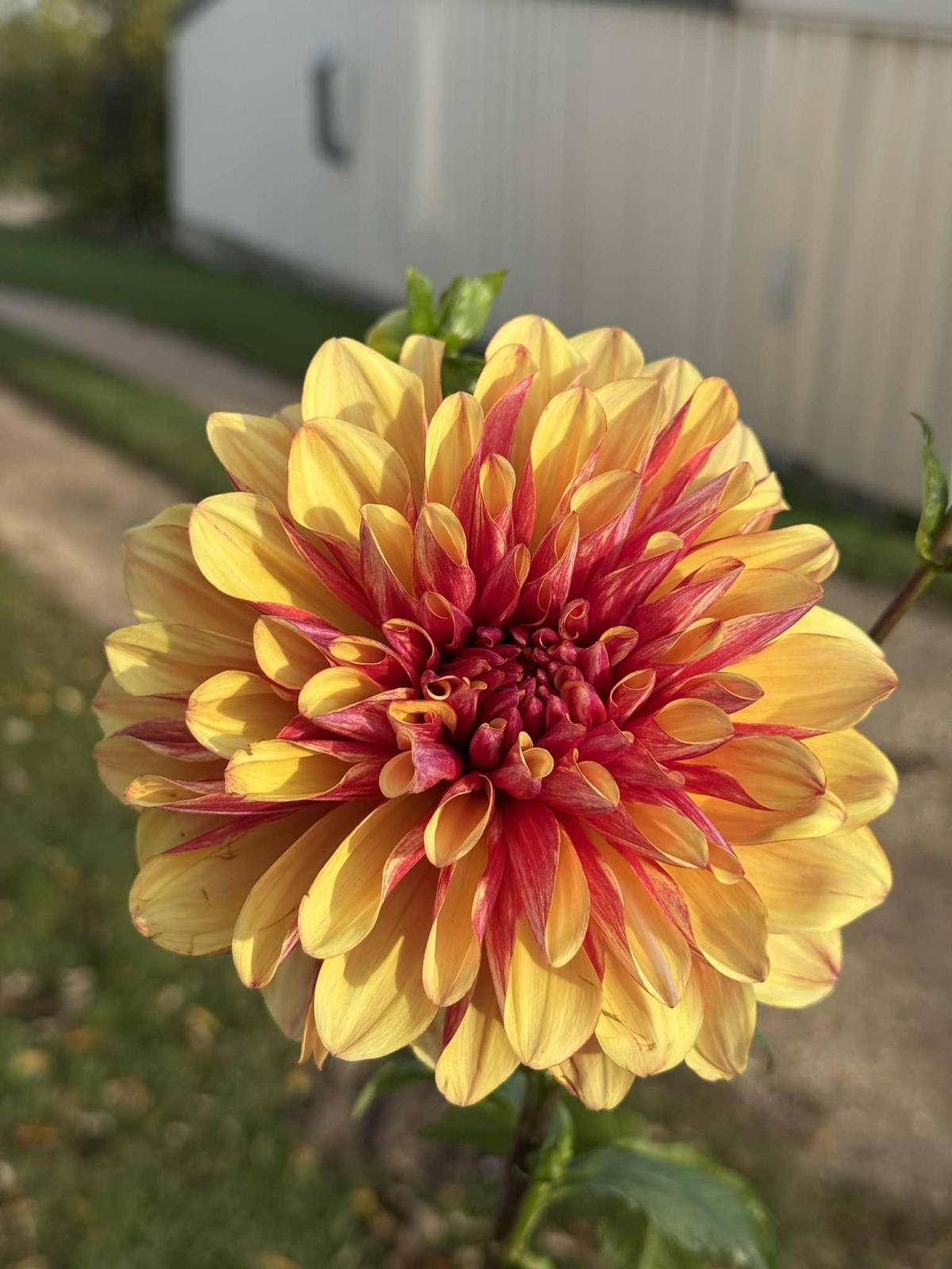 DAHLIAS R US