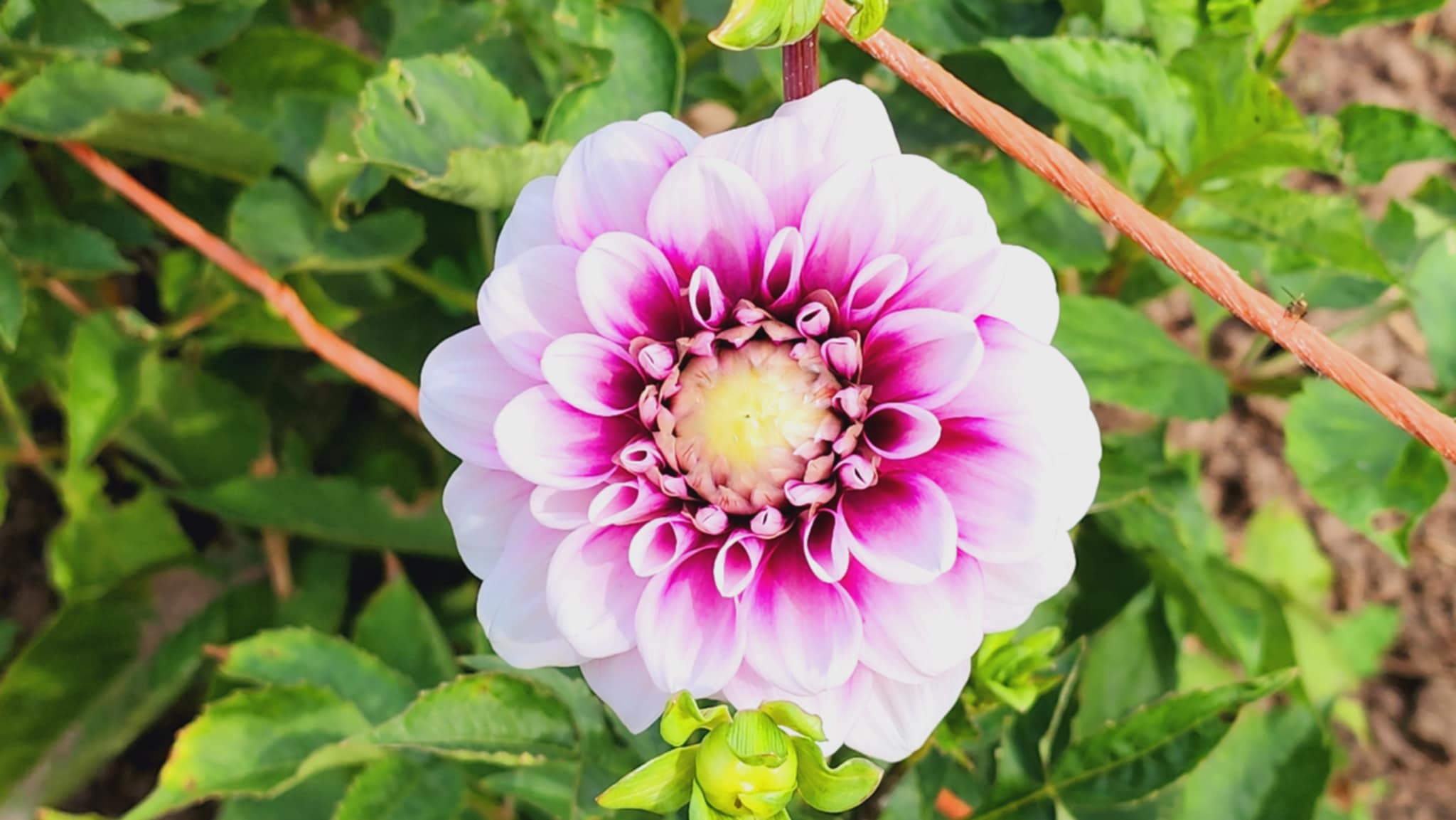 Red Panda/Velvet Cake - Dahlia Tuber