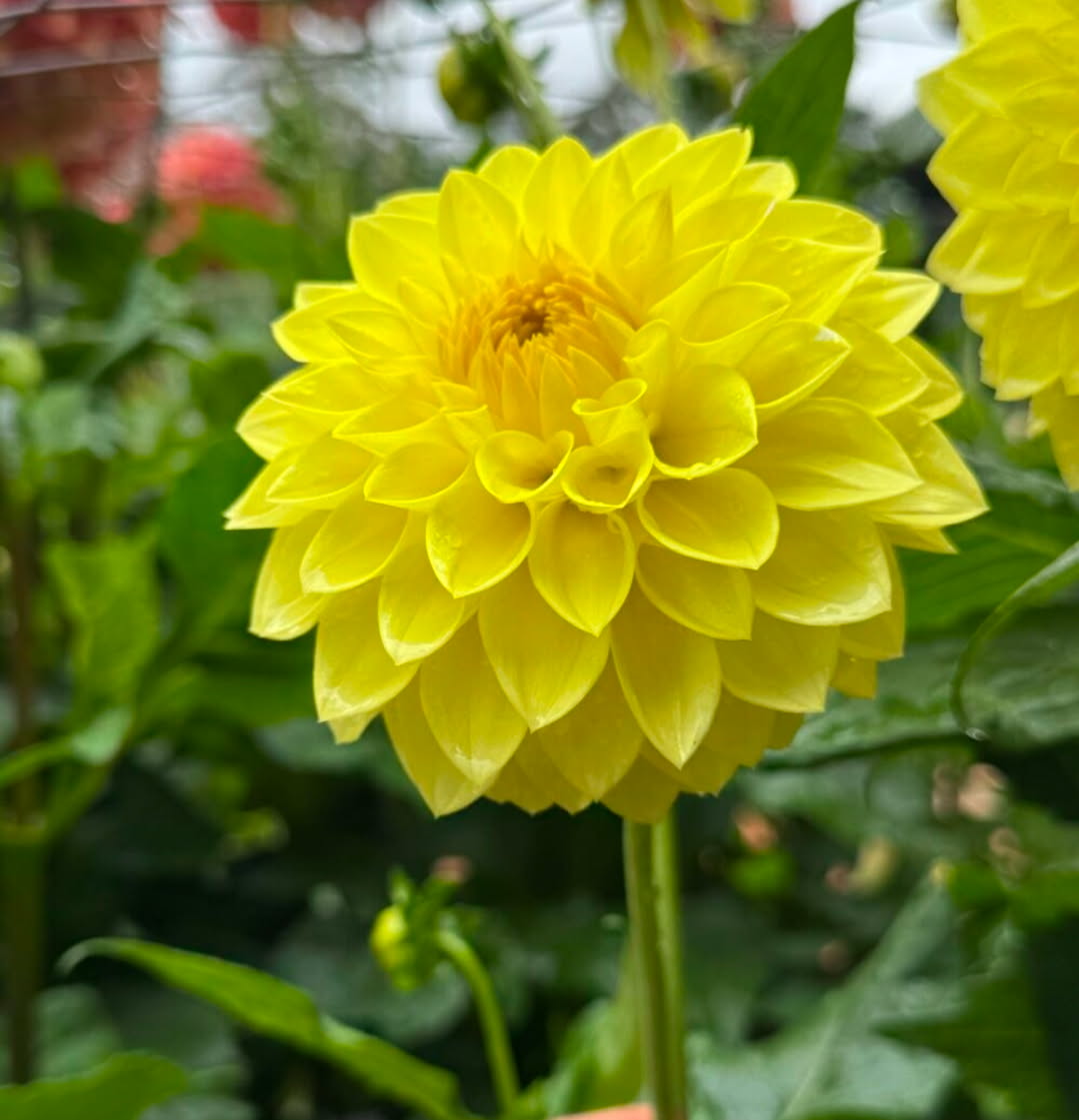 DAHLIAS R US