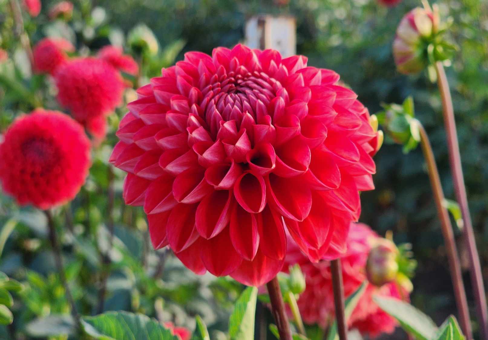 Admire - Dahlia Tuber