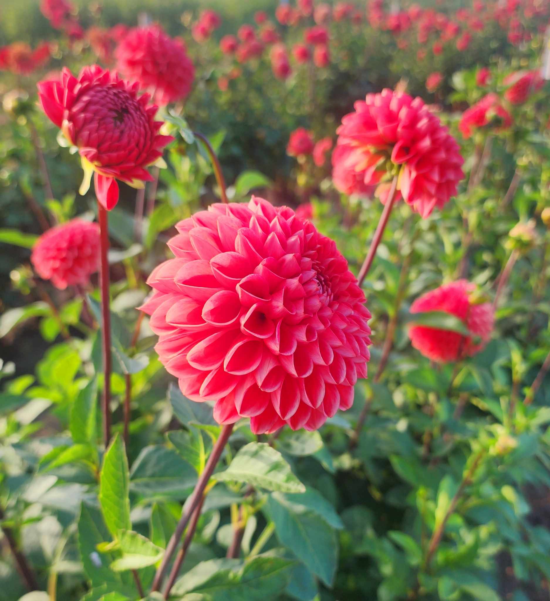 DAHLIAS R US