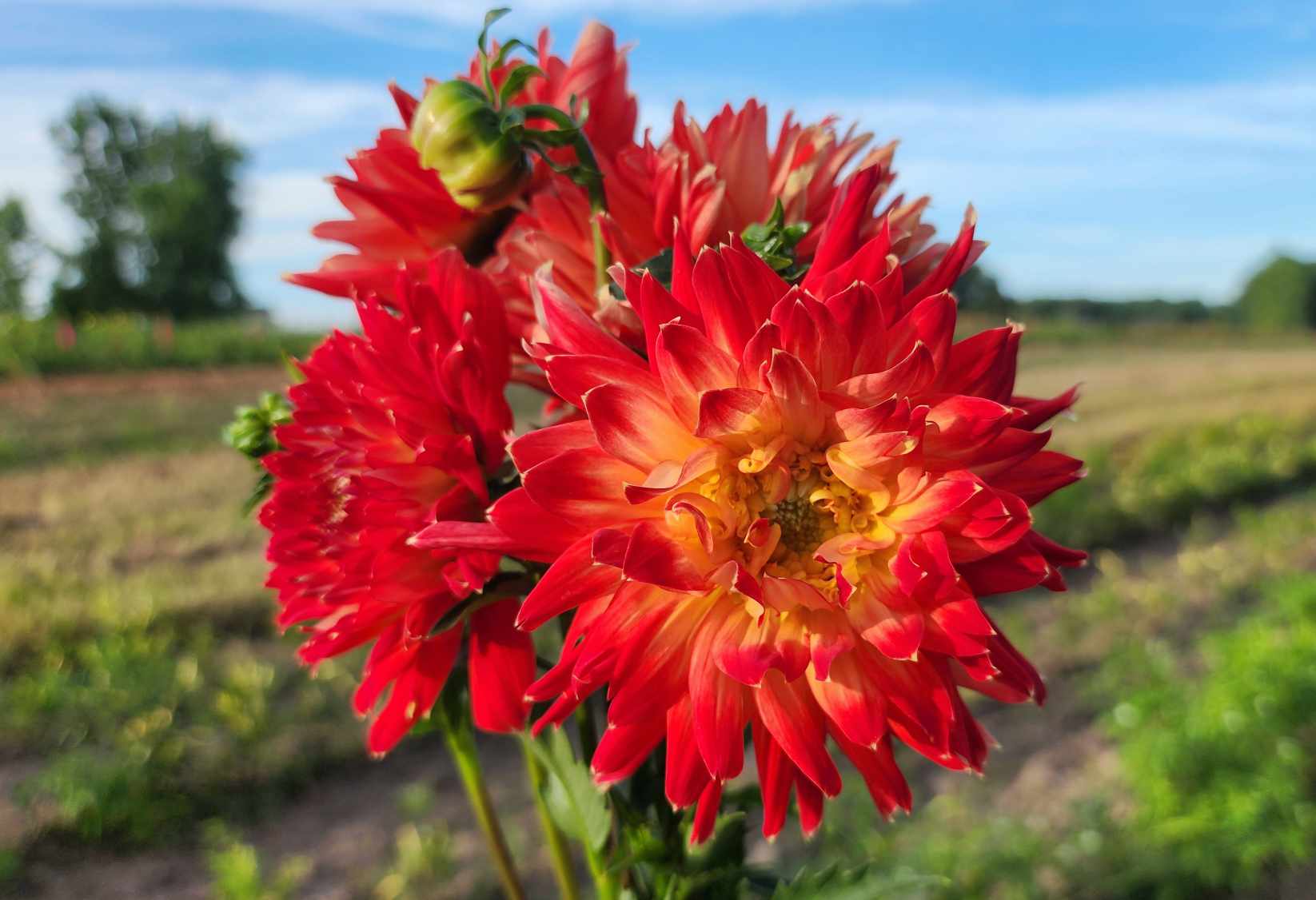 Star flame - Dahlia Tuber