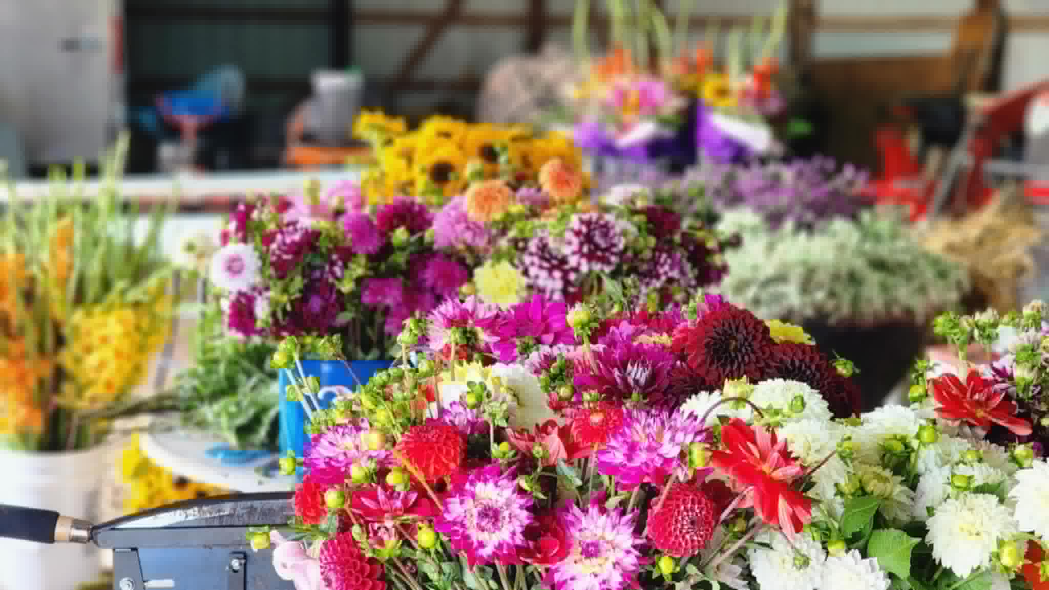 DAHLIAS R US