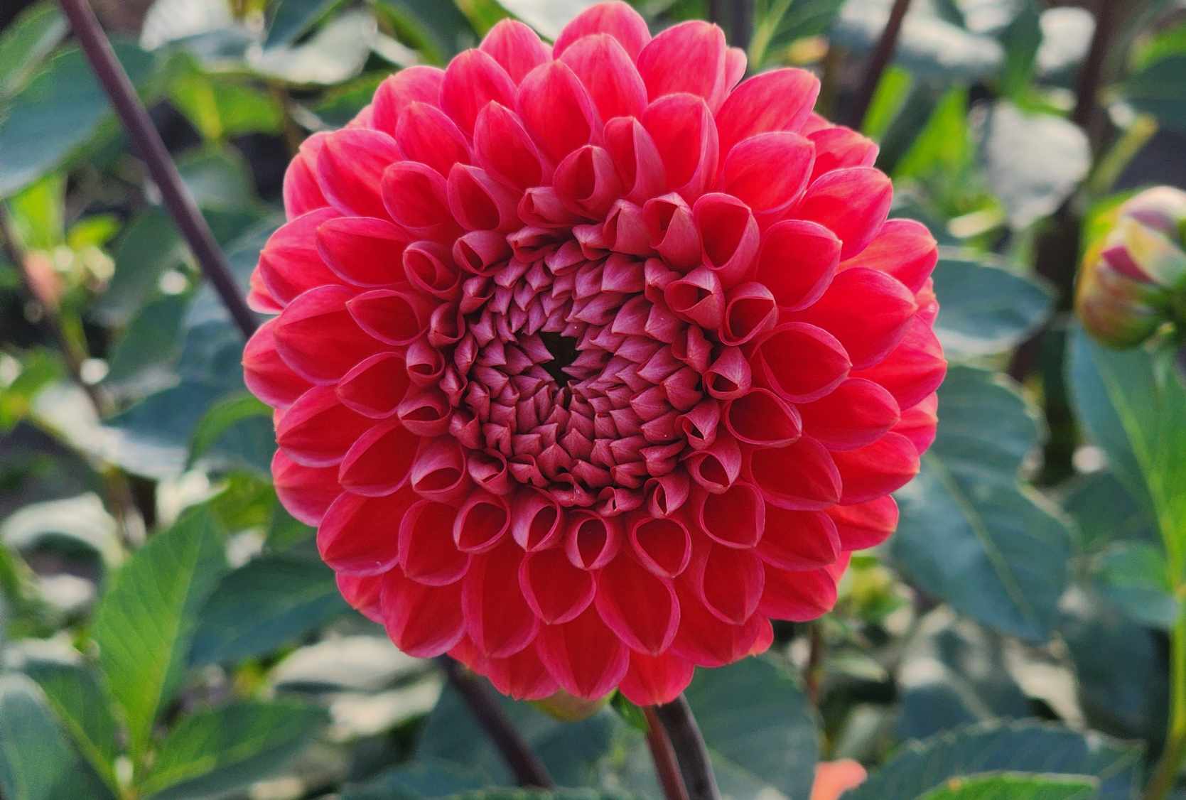 DAHLIAS R US