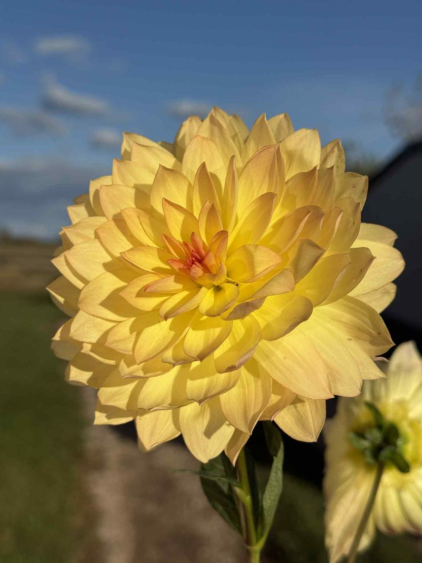 DAHLIAS R US
