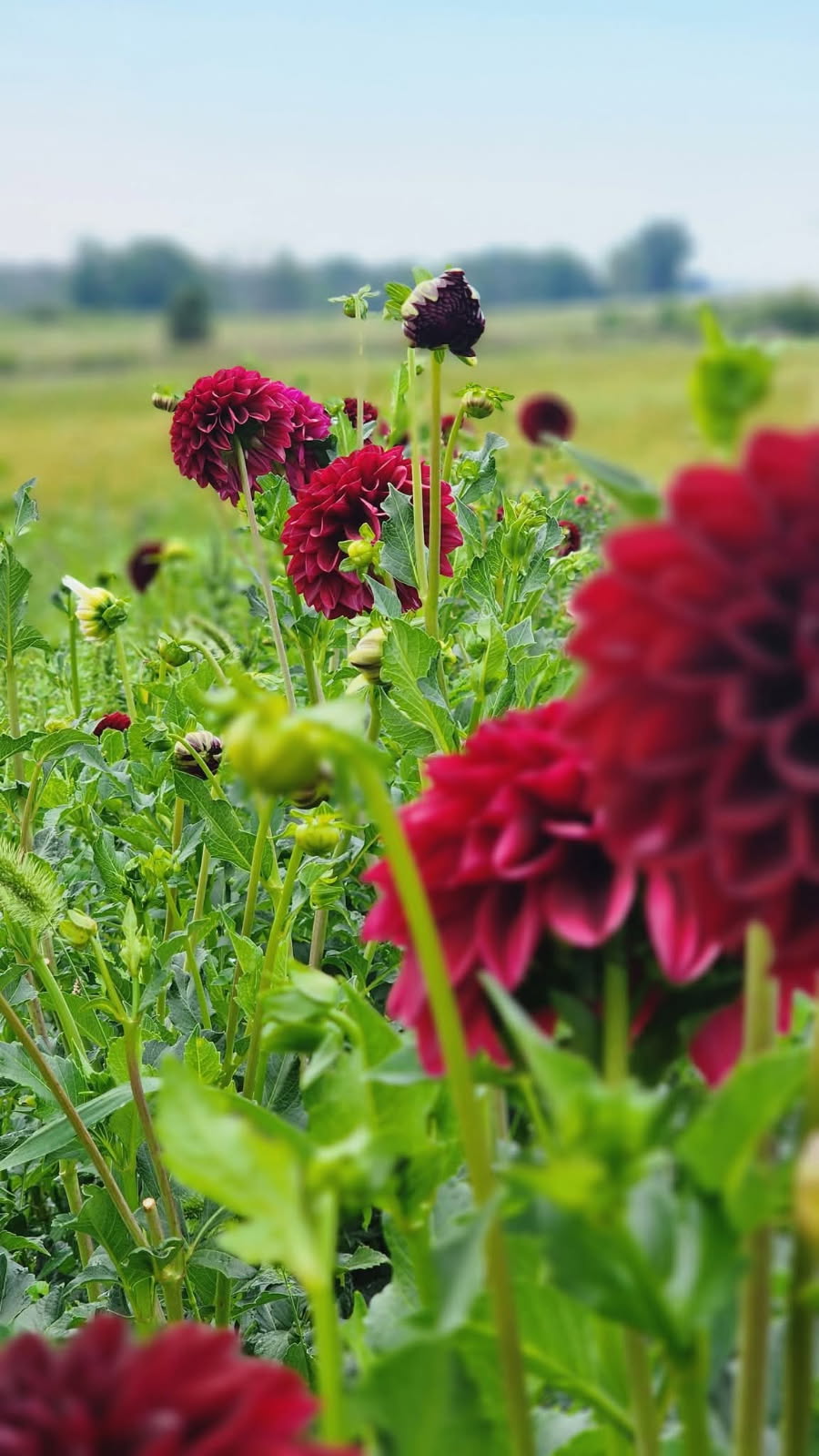 DAHLIAS R US