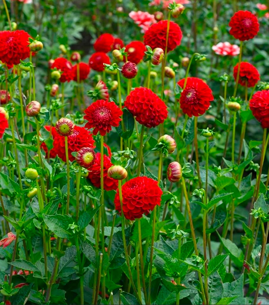 DAHLIAS R US
