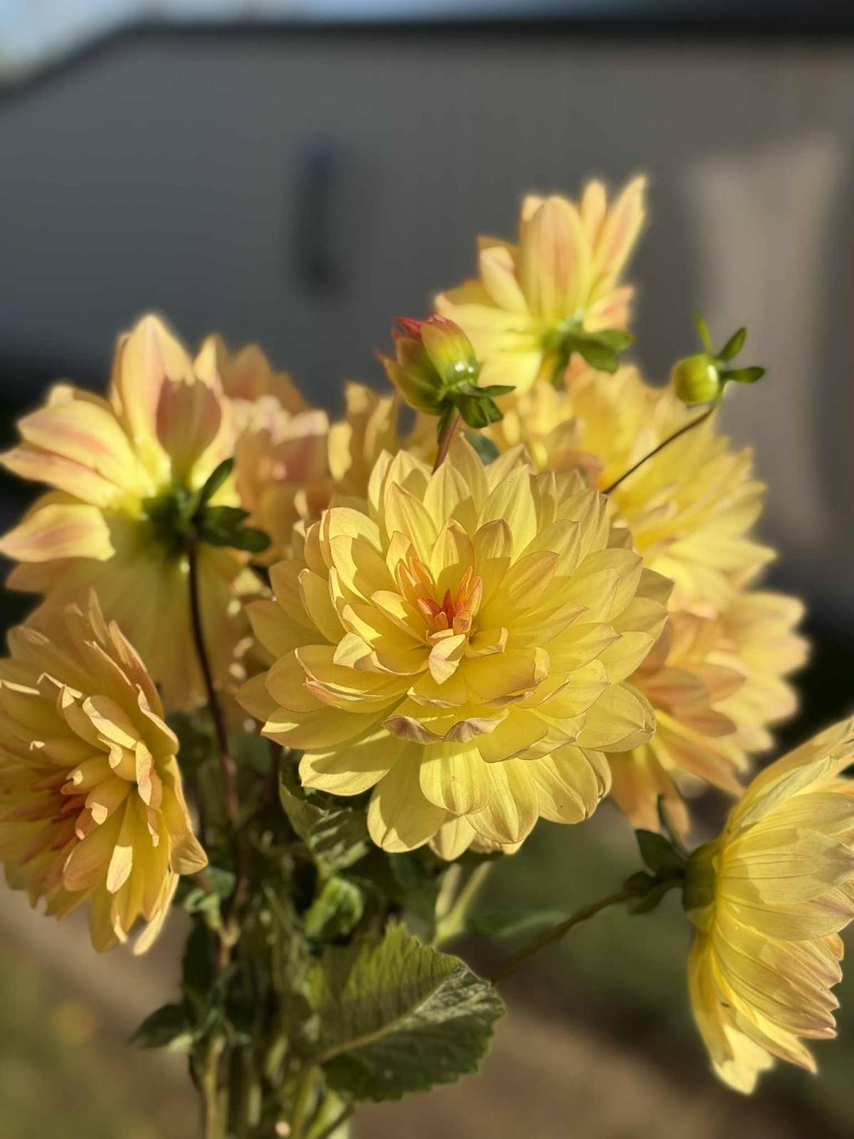 DAHLIAS R US