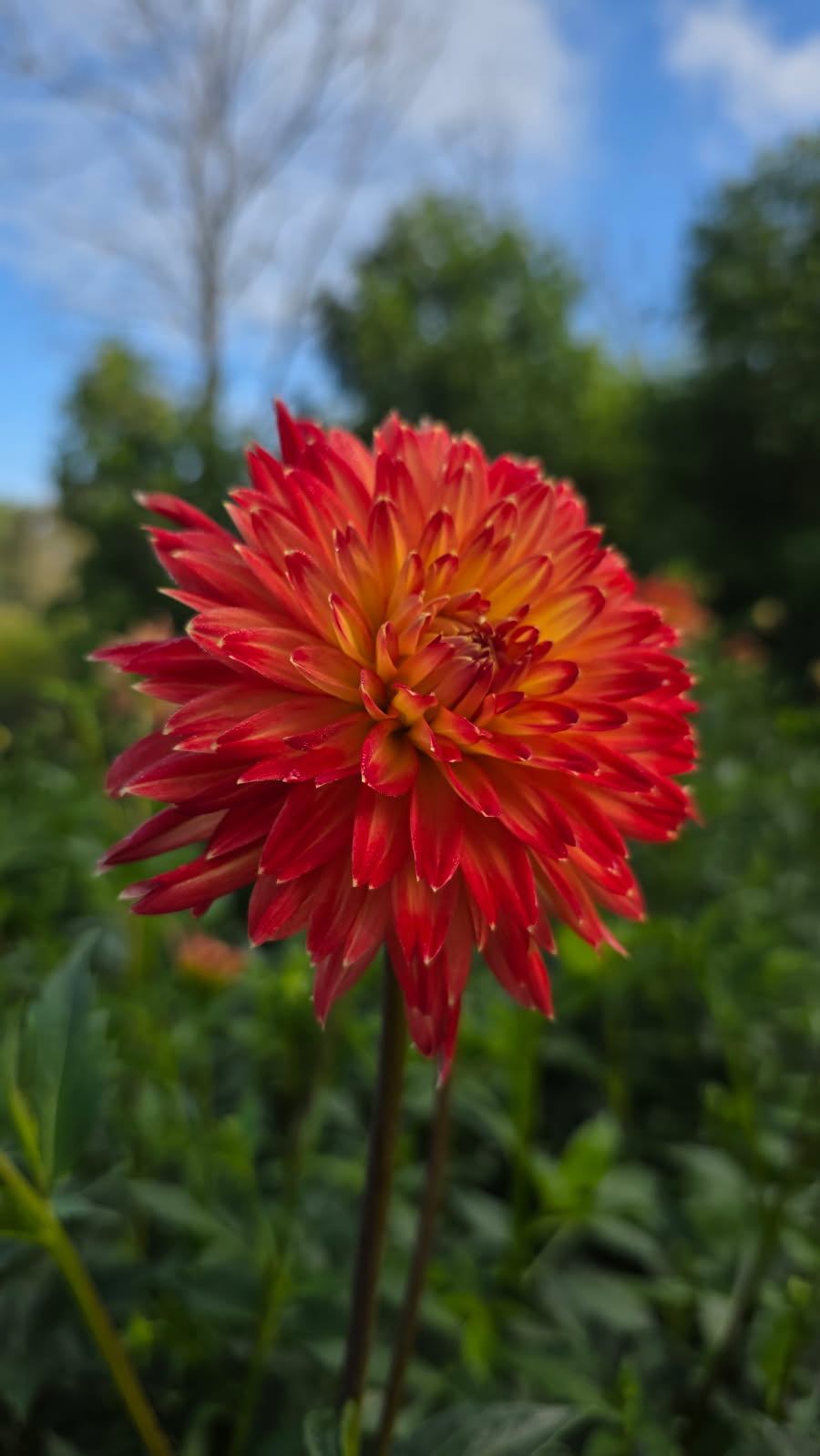 Star flame - Dahlia Tuber