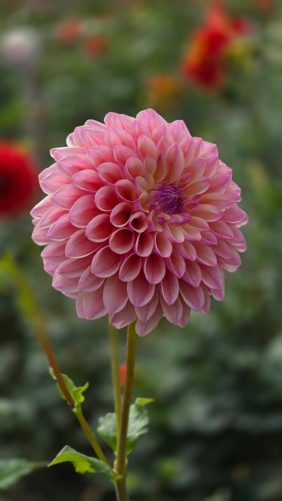 DAHLIAS R US