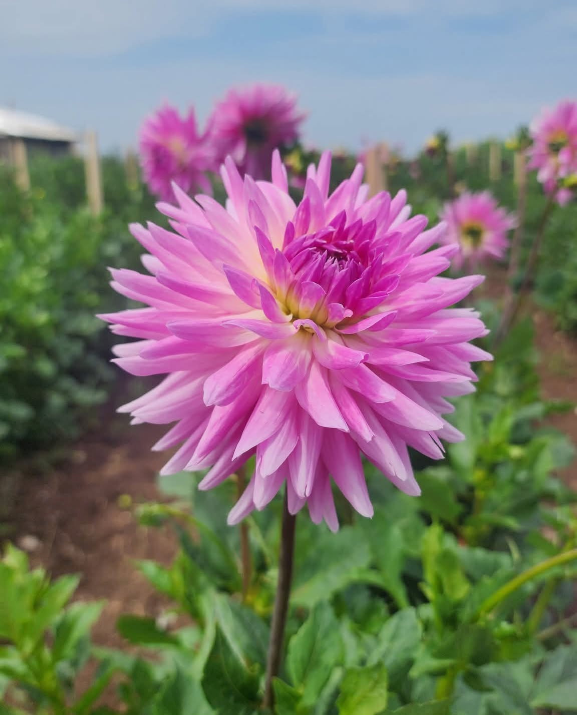 DAHLIAS R US