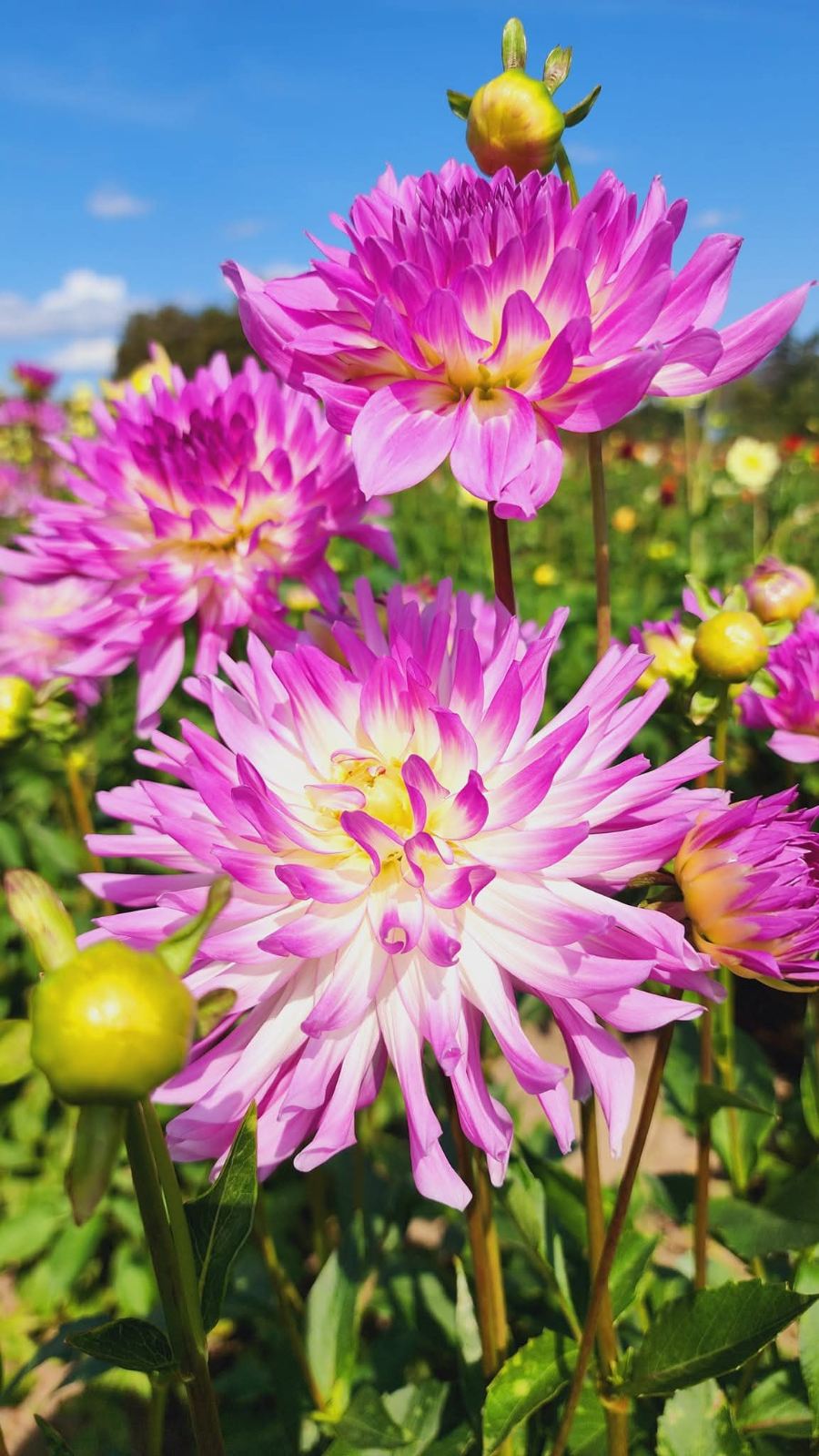 DAHLIAS R US