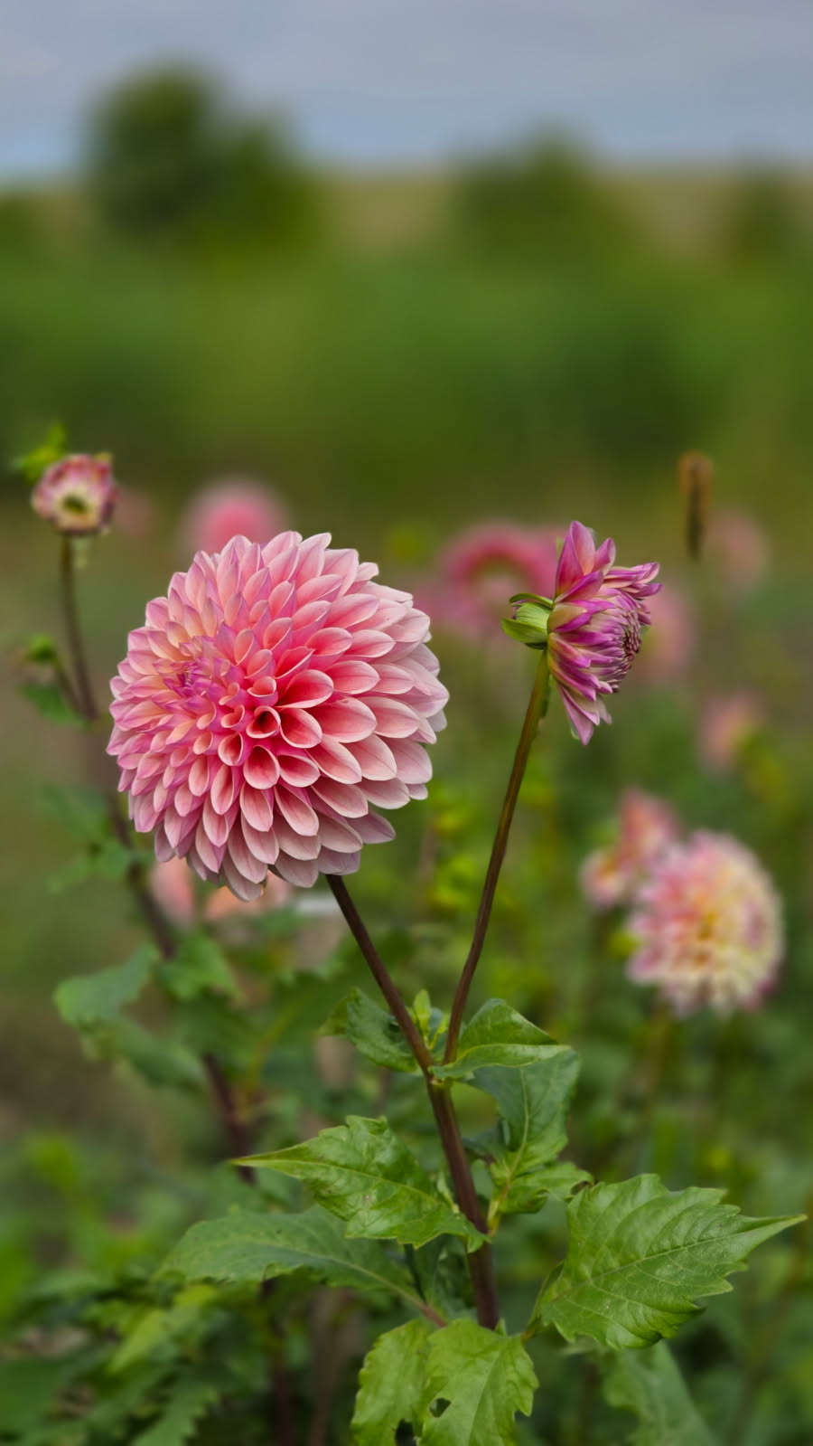 DAHLIAS R US
