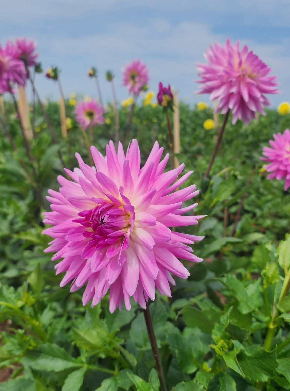 DAHLIAS R US