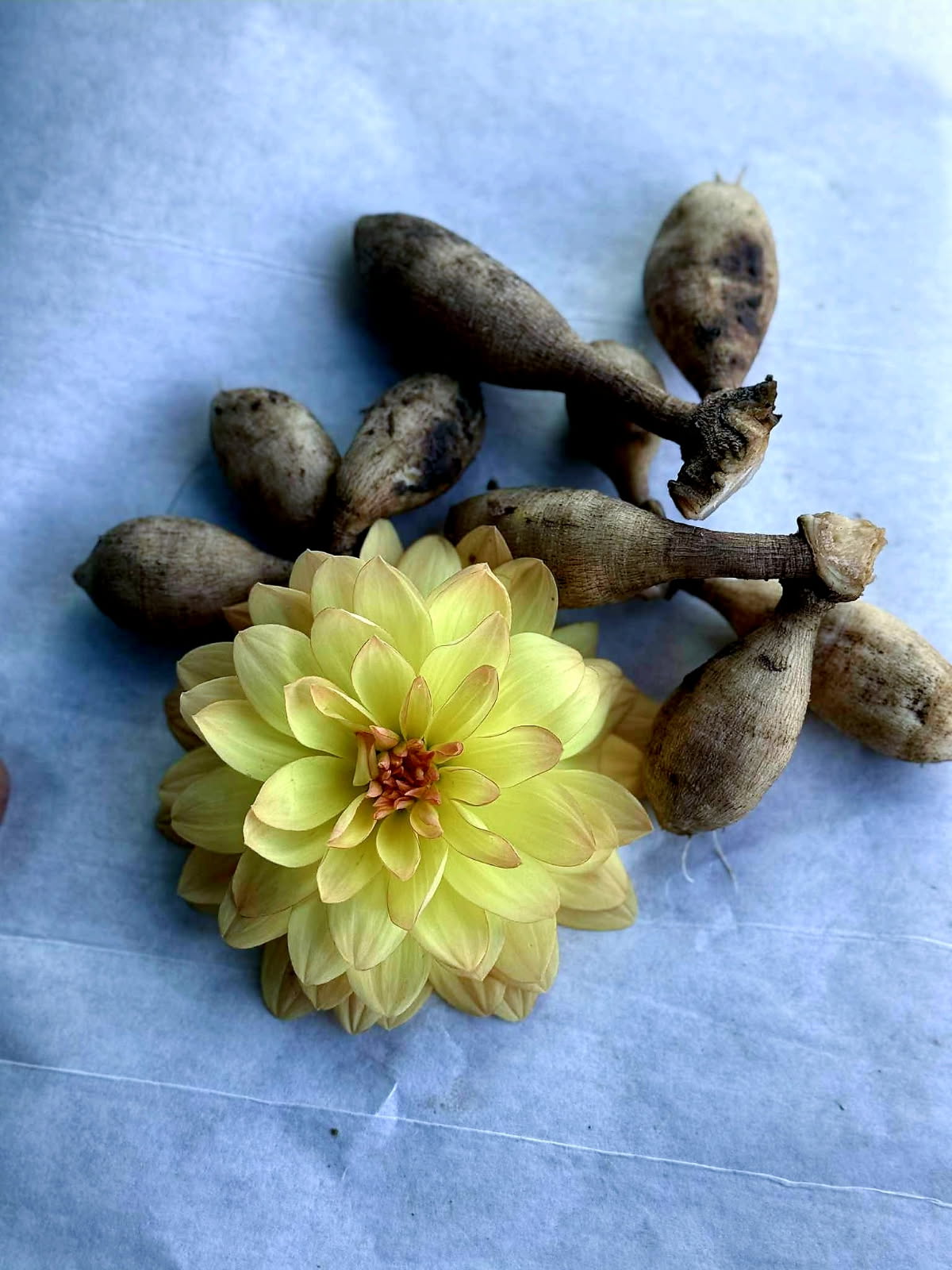 Golden Dahlias - Tuber