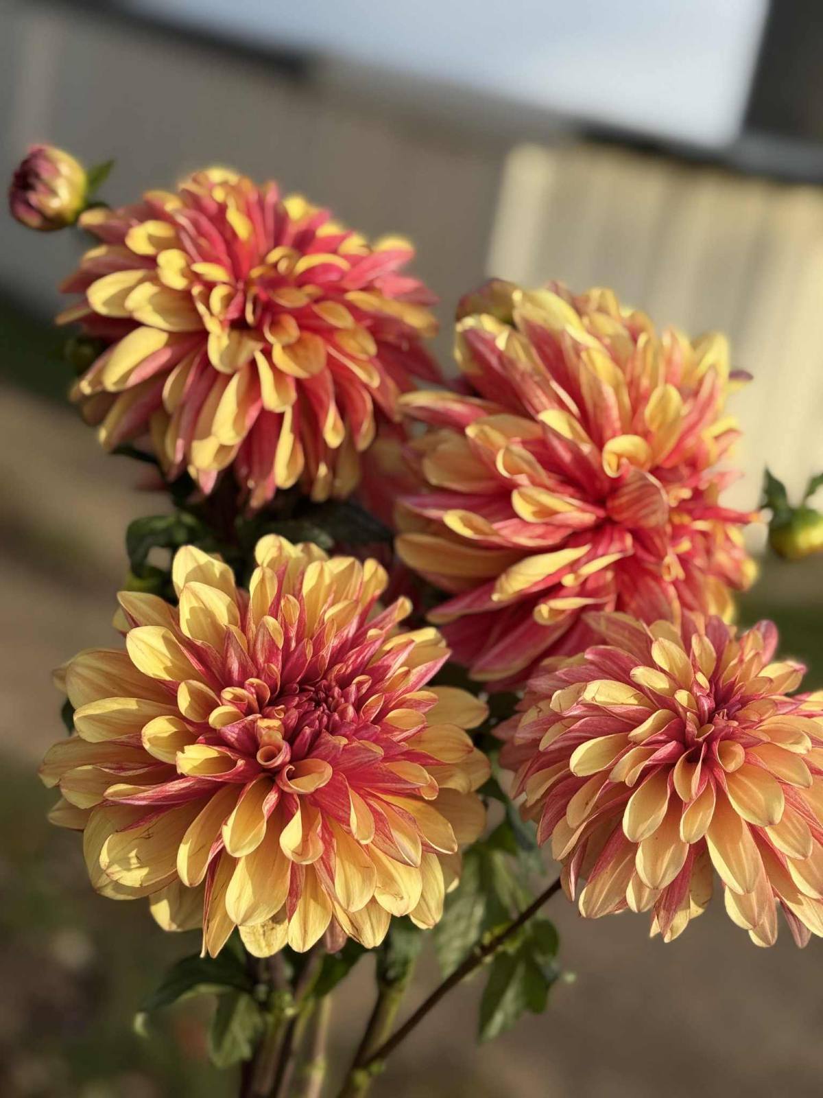 DAHLIAS R US