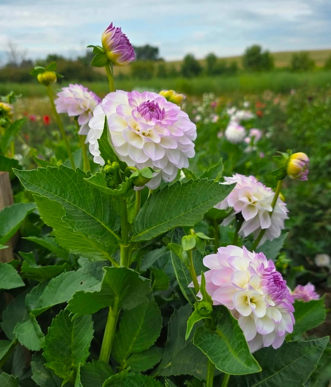 DAHLIAS R US