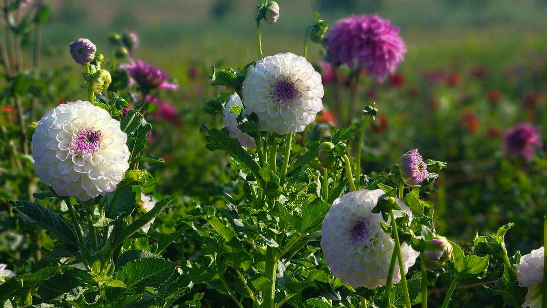 DAHLIAS R US