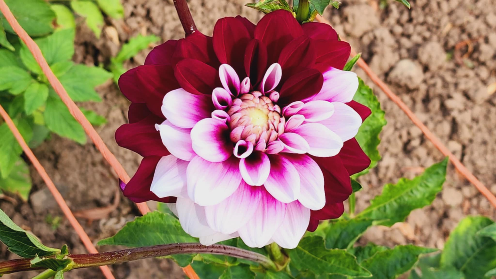 Red Panda/Velvet Cake - Dahlia Tuber